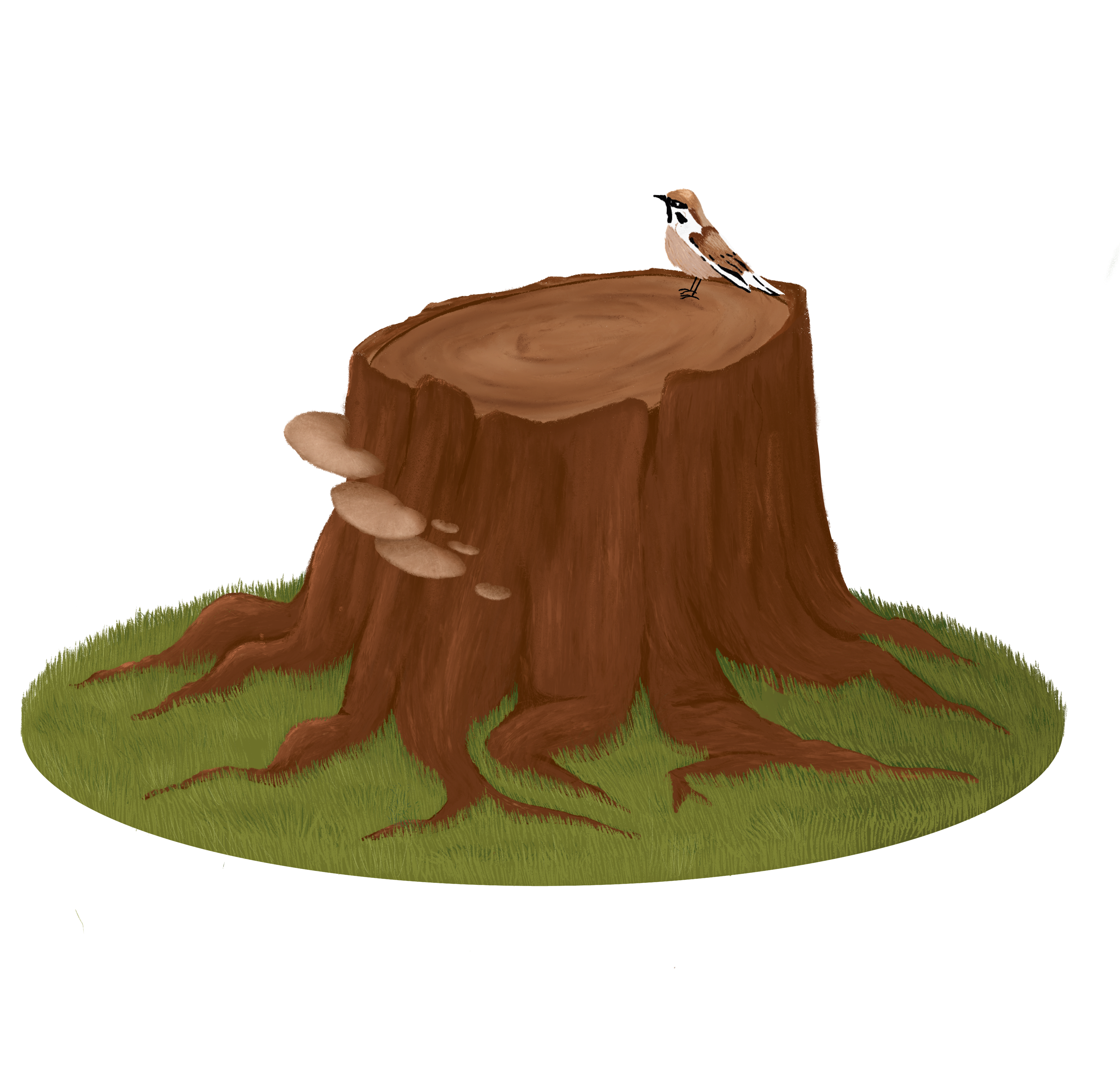 Maritime Stump Removal